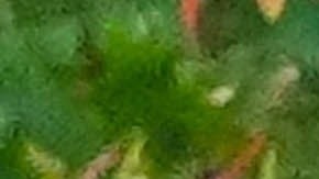 Sydney y Scooter se abrazaron y besaron mientras descansaban sobre una roca del parque.