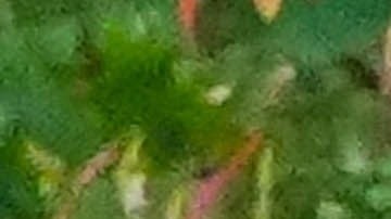 Sydney y Scooter se abrazaron y besaron mientras descansaban sobre una roca del parque.