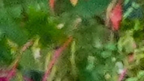 Sydney y Scooter se abrazaron y besaron mientras descansaban sobre una roca del parque.