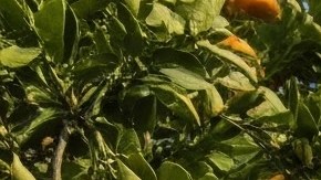 La mano de obra migrantes es importante en EEUU.