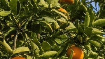 La mano de obra migrantes es importante en EEUU.