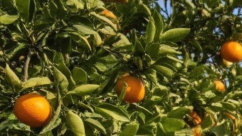 La mano de obra migrantes es importante en EEUU.