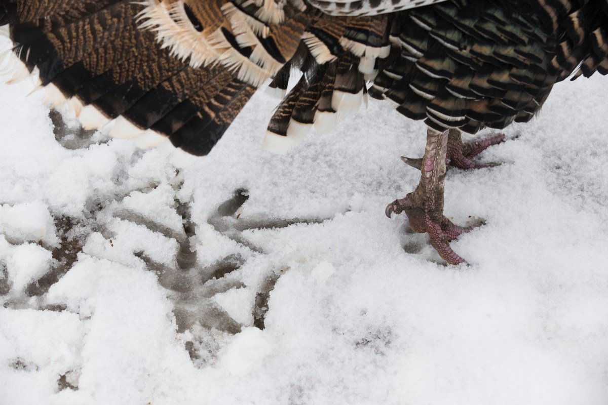 ¿Habrá nieve en el estado de Nueva York en Thanksgiving 2025? Esto dicen los meteorólogos