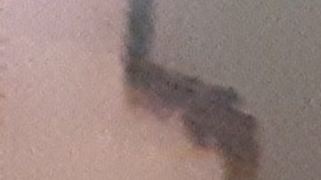 Instalación del árbol navideño "más famoso del mundo" en Rockefeller Center, NYC.