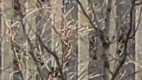 Este lunes un grupo de congresistas neoyorquinos visitó la sede del Federal Plaza en el Bajo Manhattan