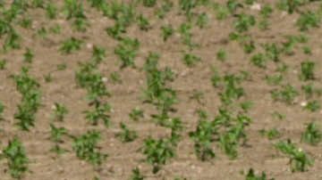 Trump advirtió que mientras no se cumpla con el tratado, los agricultores y ganaderos estadounidenses continuarán sufriendo daños económicos.