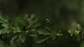 El alcalde de la ciudad de Nueva York, Eric Adams (segundo desde la derecha), regresa a Gracie Mansion tras una conferencia de prensa en el exterior de la misma, el jueves 26 de septiembre de 2024, en Nueva York.