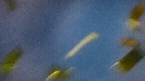 Los jugadores del Flamengo de Brasil celebran con el trofeo después de derrotar al Palmeiras de Brasil en la final de la Copa Libertadores en Lima, Perú, el sábado 29 de noviembre de 2025