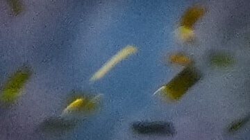 Los jugadores del Flamengo de Brasil celebran con el trofeo después de derrotar al Palmeiras de Brasil en la final de la Copa Libertadores en Lima, Perú, el sábado 29 de noviembre de 2025