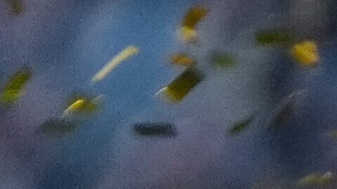 Los jugadores del Flamengo de Brasil celebran con el trofeo después de derrotar al Palmeiras de Brasil en la final de la Copa Libertadores en Lima, Perú, el sábado 29 de noviembre de 2025