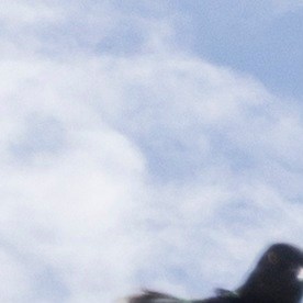 Operativos migratorios federales en Santurce, Puerto Rico