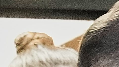 NYPD detiene al sospechoso acusado de disparar contra Kris Boyd, jugador de New York Jets