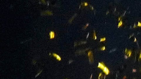 Napoli conquista su tercera Supercopa de Italia tras vencer al Bolonia en la final