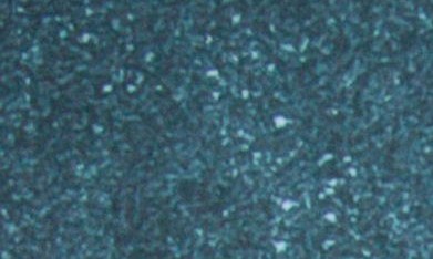 Eugenio Derbez acompañado de Aislinn Derbez.