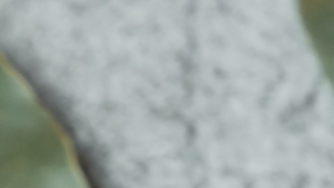 Más que un ingrediente de cocina, el laurel contiene aceites esenciales que repelen insectos y ayudan la higiene del hogar.