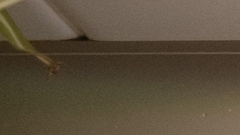 El error más común en tu cocina es un veneno invisible que absorben tus vegetales.