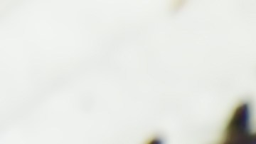 El retiro incluye versiones de 20 cm y 15 cm con decoraciones de rosas o confeti. No se han reportado casos de enfermedad, pero la medida es de carácter preventivo.