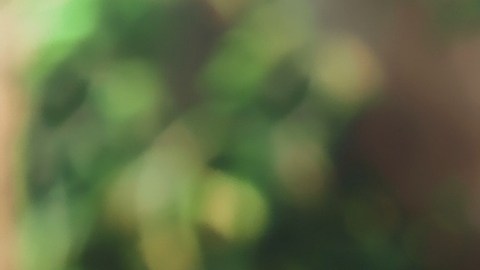 Pese al repunte de sus acciones de este viernes, las cotizaciones de la industria del cannabis todavía están lejos de sus máximos del 2021.