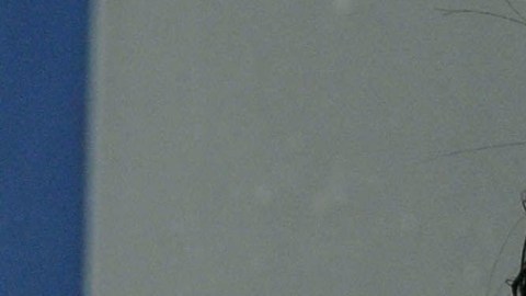 El actor Peter Greene tenía 60 años de edad.