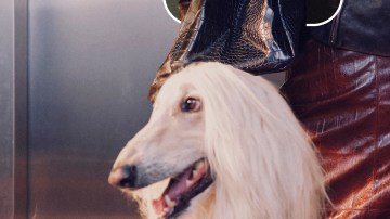 Collage oficial de Pinterest Predicts 2026 con imágenes representativas de varias tendencias del informe, como Gimme Gummy, Brooched, Vamp Romantic, Cool Blue, Fun Haus, Pen Pals, Cabbage Crush, Laced Up y NeoDeco alrededor del logotipo central.