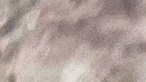 La moringa fue importada desde India.