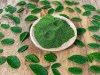La moringa fue importada desde India.