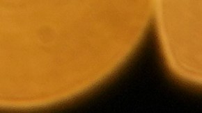 Timothée Chalamet es uno de los actores más codiciados de su generación.