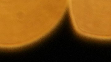 Timothée Chalamet es uno de los actores más codiciados de su generación.