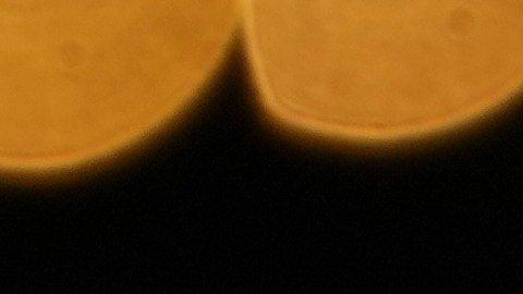 Timothée Chalamet es uno de los actores más codiciados de su generación.