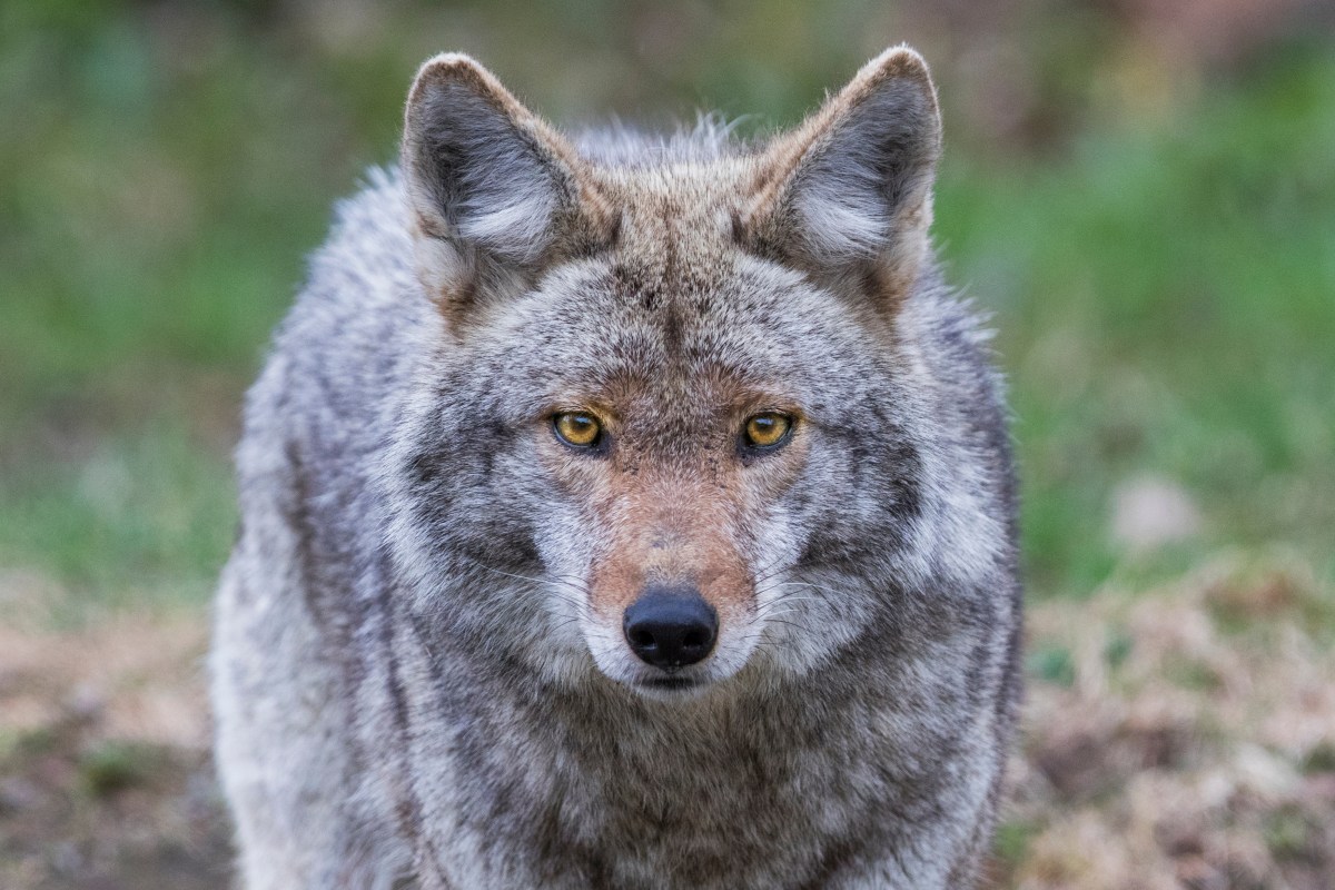 Un coyote sorprende a Nueva York al cruzar un lago congelado en Central Park
