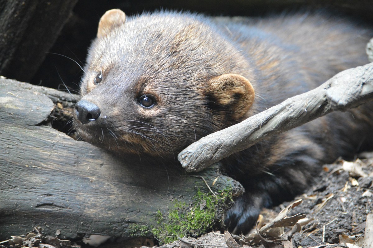 Un mamífero reaparece en Cleveland tras más de un siglo de ausencia