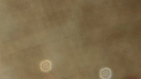 Las barras se retiran del mercado por un error de etiquetado que no menciona dos alérgenos entre los ingredientes.