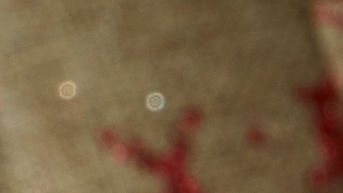 Las barras se retiran del mercado por un error de etiquetado que no menciona dos alérgenos entre los ingredientes.