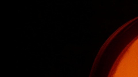 La planta se distingue por sus hojas rojas.