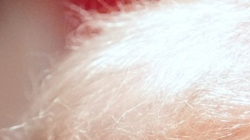 ¿Quiénes recibirán los $12,000 millones de dólares que Trump acaba de anunciar?