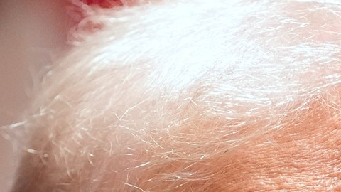 ¿Quiénes recibirán los $12,000 millones de dólares que Trump acaba de anunciar?