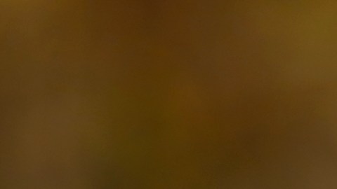 La mujer tiene como mascota un golden retriever