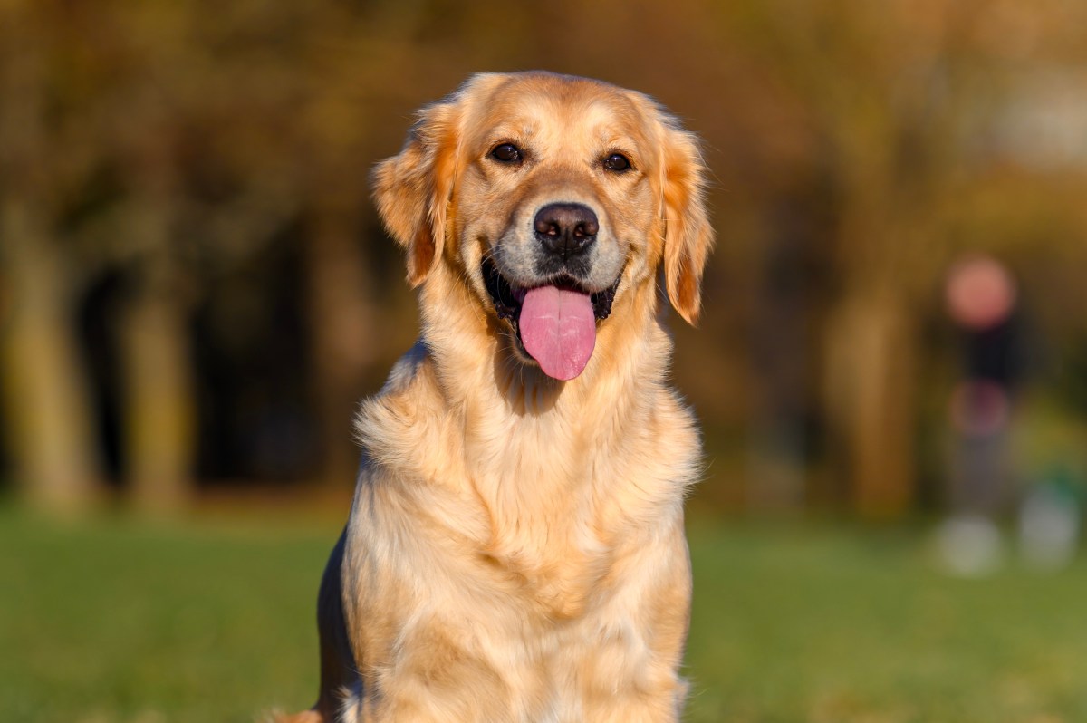 Mujer demanda a IRS, pide que su perro sea considerado dependiente legal