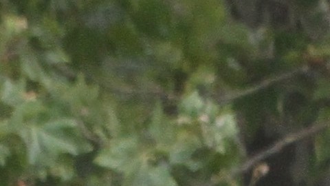 La misión original de Voces Latinas fue reducir la tasa de transmisión del VIH/SIDA y empoderar y educar a las y los inmigrantes, además de desarrollar su capacidad de liderazgo.