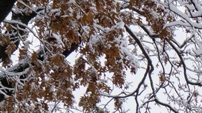  ¿Cuánta nieve cayó en Nueva York y el área triestatal?