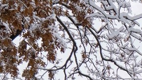 ¿Cuánto pagan por palear nieve en Nueva York? La ciudad abre vacantes tras las primeras nevadas