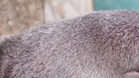 Pitbull ataca a bebé de 1 año en plena calle de Manhattan