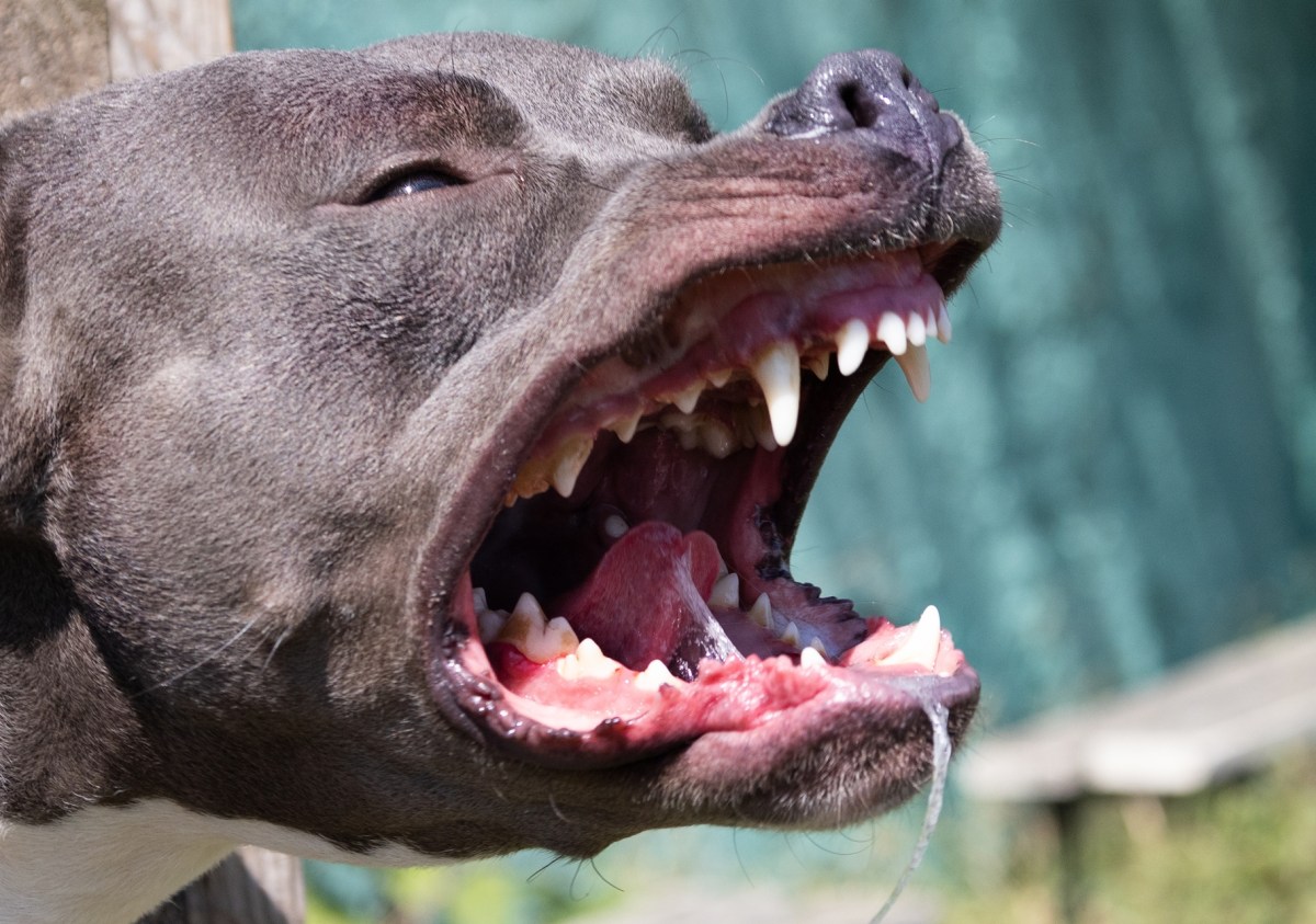 Pitbull ataca a bebé de 1 año en plena calle de Manhattan