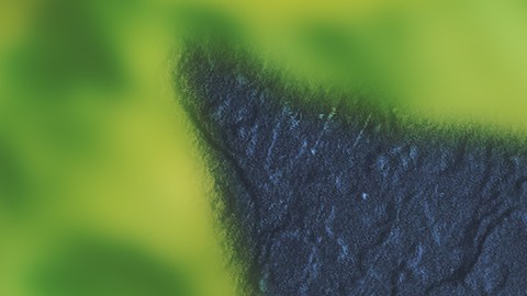 Este Rodaballo al Horno con vinagreta caliente es la prueba de que un plato de fiesta puede ser sorprendentemente fácil de preparar.