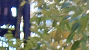 venta-arbol-de-navidad