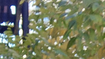 venta-arbol-de-navidad