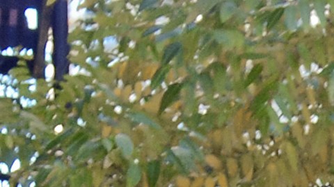 venta-arbol-de-navidad