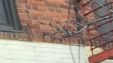 Gaspar, Melchor y Baltazar caminaron este martes por las calles del Alto Manhattan.