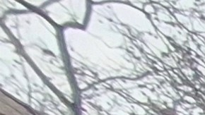 Centenares de migrantes del país caribeño se congregaron para seguir de cerca, protestar y celebrar, la primera audiencia del líder del régimen venezolano