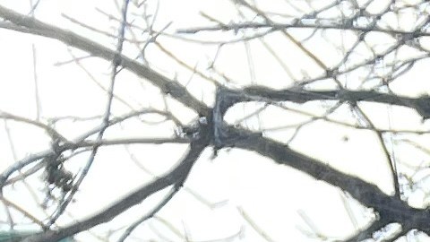 Diana Moreno, candidata a silla en la Asamblea de NY.